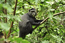 Stuhlmann's Blue Monkey (Cercopithecus mitis stuhlmanni), Kakamega Forest Reserve, Kenya