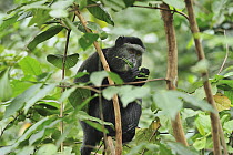 Stuhlmann's Blue Monkey (Cercopithecus mitis stuhlmanni) feeding on leaves, Kakamega Forest Reserve, Kenya