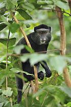 Stuhlmann's Blue Monkey (Cercopithecus mitis stuhlmanni), Kakamega Forest Reserve, Kenya