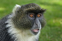 Sykes Monkey (Cercopithecus albogularis), Mount Kenya National Park, Kenya
