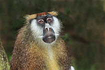 Patas Monkey (Erythrocebus patas), Sweetwaters Game Reserve, Kenya