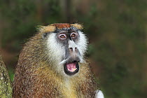Patas Monkey (Erythrocebus patas) in defensive posture, Sweetwaters Game Reserve, Kenya