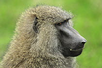 Olive Baboon (Papio anubis), Sweetwaters Game Reserve, Kenya