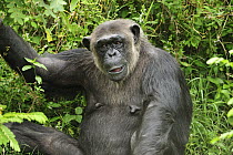 Eastern Chimpanzee (Pan troglodytes schweinfurthii), Sweetwaters Game Reserve, Kenya