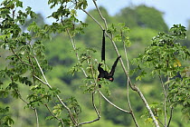 Black Spider Monkey (Ateles paniscus) in tree, Rewa River, southern Guyana
