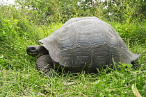 El Fatal Giant Tortoise (Chelonoidis sp), a newly described species, Cerro Mesa, Santa Cruz Island, Galapagos Islands, Ecuador