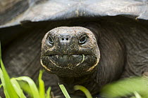 El Fatal Giant Tortoise (Chelonoidis sp), a newly described species, Cerro Mesa, Santa Cruz Island, Galapagos Islands, Ecuador