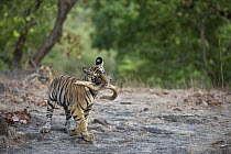 Bengal Tiger (Panthera tigris tigris) cub, eight month old, playing with stick, Bandhavgarh National Park, India