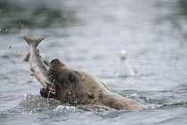 Steller's Sea Lion (Eumetopias jubatus) swallowing Pink Salmon (Oncorhynchus gorbuscha) prey, Alaska