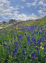 Larkspur (Delphinium sp) flowers, American Basin, Colorado