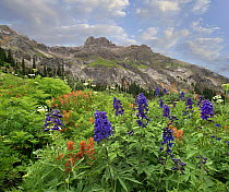Larkspur (Delphinium sp) and Paintbrush (Castilleja sp) flowering, Yankee Boy Basin, San Juan Mountains, Colorado
