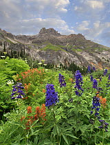 Larkspur (Delphinium sp) and Paintbrush (Castilleja sp) flowering, Yankee Boy Basin, San Juan Mountains, Colorado