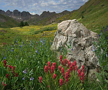 Indian Paintbrush (Castilleja miniata) and Mountain Bluebells (Mertensia ciliata) flowering, American Basin, Colorado