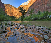 Reflections in Virgin River after flooding, Zion National Park, Utah