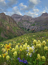 Paintbrush (Castilleja sp) flowers, Governor Basin, Colorado