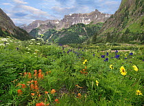 Wildflowers in canyon, Yankee Boy Basin, San Juan Mountains, Colorado