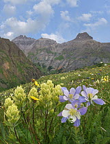 Paintbrush (Castilleja sp) and Columbine (Aquilegia sp) flowers, Governor Basin, Colorado