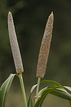 Cattail Millet (Pennisetum glaucum), Uttar Pradesh, India