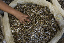 Dried fish in market, Meghalaya, India