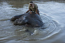 Asian Elephant (Elephas maximus) being bathed by mahout, Kaziranga National Park, India