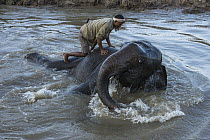 Asian Elephant (Elephas maximus) and mahout bathing, Kaziranga National Park, India