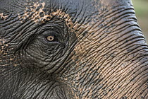 Asian Elephant (Elephas maximus), Kaziranga National Park, India