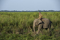 Asian Elephant (Elephas maximus) and mahout, Kaziranga National Park, India