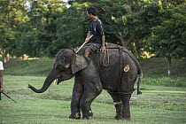 Asian Elephant (Elephas maximus) calf being trained, Kaziranga National Park, India