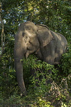 Asian Elephant (Elephas maximus) browsing, Kaziranga National Park, India