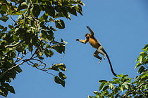 Capped Langur (Trachypithecus pileatus) leaping between trees, Nameri National Park, India