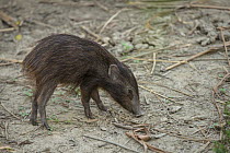 Pygmy Hog (Sus salvanius) sub-adult, Nameri National Park, India