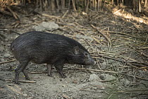 Pygmy Hog (Sus salvanius), Nameri National Park, India
