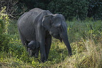 Asian Elephant (Elephas maximus) mother and calf, Kaziranga National Park, India