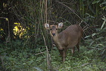 Hog Deer (Axis porcinus) female, Kaziranga National Park, India
