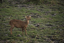 Hog Deer (Axis porcinus) female, Kaziranga National Park, India