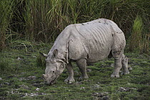 Indian Rhinoceros (Rhinoceros unicornis) grazing, Kaziranga National Park, India