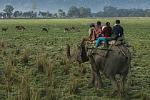 Asian Elephant (Elephas maximus) carrying tourists watching deer, Kaziranga National Park, India