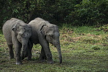 Asian Elephant (Elephas maximus) calves, Kaziranga National Park, India