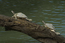 Assam Roofed Turtle (Pangshura sylhetensis) pair basking, Kaziranga National Park, India
