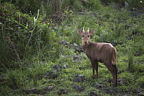 Hog Deer (Axis porcinus) male, Kaziranga National Park, India