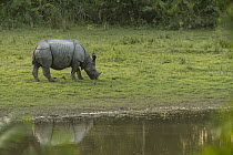 Indian Rhinoceros (Rhinoceros unicornis) grazing, Kaziranga National Park, India