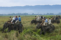 Asian Elephant (Elephas maximus) group carrying tourists, Kaziranga National Park, India