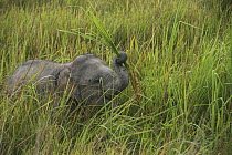 Asian Elephant (Elephas maximus) calf browsing, Kaziranga National Park, India