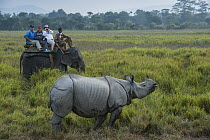 Asian Elephant (Elephas maximus) carrying tourists to observe Indian Rhinoceros (Rhinoceros unicornis), Kaziranga National Park, India