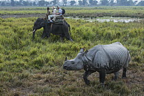 Asian Elephant (Elephas maximus) carrying tourists to observe Indian Rhinoceros (Rhinoceros unicornis), Kaziranga National Park, India