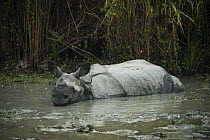 Indian Rhinoceros (Rhinoceros unicornis) wallowing, Kaziranga National Park, India