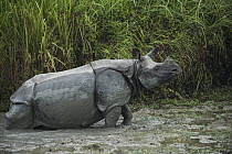 Indian Rhinoceros (Rhinoceros unicornis) in mud, Kaziranga National Park, India