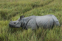Indian Rhinoceros (Rhinoceros unicornis), Kaziranga National Park, India