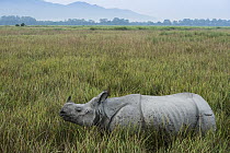 Indian Rhinoceros (Rhinoceros unicornis) in grassland, Kaziranga National Park, India