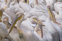 Great White Pelican (Pelecanus onocrotalus) group preening, Cairo Zoo, Egypt